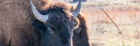 Orphaned Wells Press Release